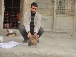 Yaralı Kızıl Şahin’e duyarlı vatandaş sahip çıktı