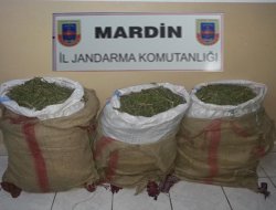 Mardin’de esrar operasyonu