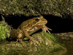 Diyarbakır’da kurbağa kaçakçıları yakalandı