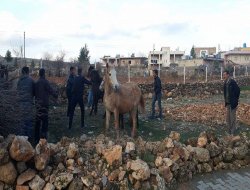 Köylü, ekinlere zarar veren atları topladı