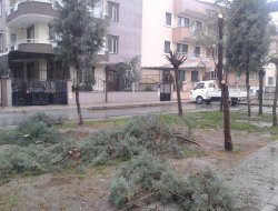 Bursa’da lodos ağaçları kökünden söktü