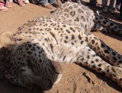 Leopar Davasında Beraat