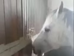 Allah Rezzak'tır-Sadece İzleyin!