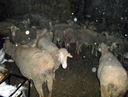 Bursa’da çatısı çöken ağılda 15 koyun telef oldu