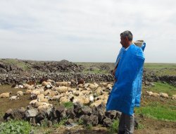 Çınarlı çobanların zor şartlardaki sığınağı kulav