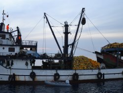 Yasa dışı avlanmaya para cezası yağdı