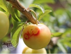 Erik'te Lafzatullah Mücizesi