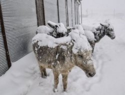 Siverek'te eşekler yine buz tuttu