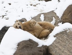 Bursa Hayvanat Bahçesi ziyaretçi rekoru kırdı