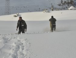 Şırnak’ta yabani hayvanlara yem