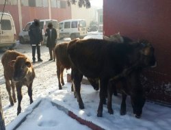 Büyükbaş hayvan hırsızına suçüstü