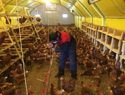 Bölgenin yumurta ihtiyacını karşılayacakmış