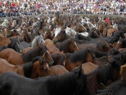 Bursa'da at eti satan işletmeciye 23 bin 435 TL ceza