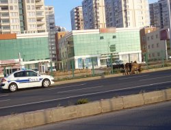 Eşeklerden polis nezaretinde otlanma keyfi