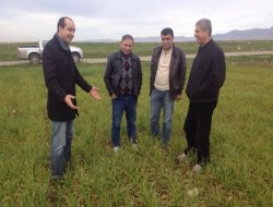 Silopi'de buğday tarlaları sarardı