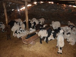 Hatalı ilaç kullanımı 120 hayvanı telef etti