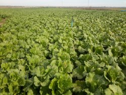 Adana’da ilk defa Çin lahanası ekildi