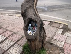 Yarım asırlık Dut Ağacı çöp kutusu yerine kullanılıyor