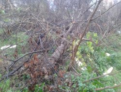 Lodos Bursa’da hayatı felç etti