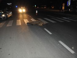 Tarsus’ta otomobilin çarptığı kız hayatını kaybetti