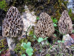 Mantarın iki önemli türü: Kuzu Göbeği ve Sedir Mantarı