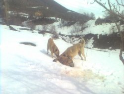 Köye inen aç kurdu köpekler parçaladı