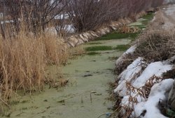 Lağım suları Van gölüne akıyor