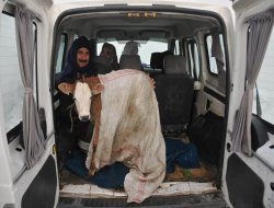 İki aylık buzağının konforlu yolculuğu