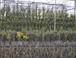 Fidan mevsimi hareketli başladı