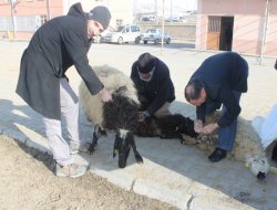 İHO EBRAR’dan Medreseye Kurban yardımı