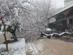 Urfa’da kar ağaçları devirdi