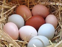 Türkiye dünyada tavuk eti ve yumurta üretiminde 10’ncu