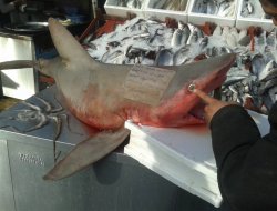 Köpek balığının üzerine yazılan yazı Urfalıları gülümsetti