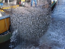 Balık üretim çiftliklerine önemli uyarılar