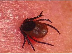 Muhtar ve İmamlara ‘Kırım Kongo’ Eğitimi