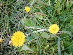 Bahar çiçekleri açmaya başladı