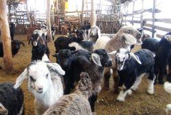 Bitlis'te küçükbaş hayvanların doğum sezonu başladı