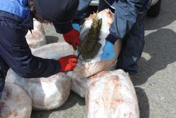 Gaziantep Şahinbey Çamlıca Mahallesinde uyuşturucu baskını