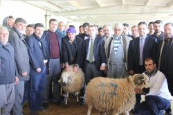Diyarbakır'da 40 yetiştiricye 228 koç dağıtıldı