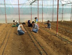 Havaların ısındığı Urfa’da fide ekimi başladı