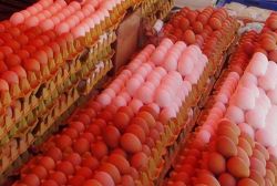 Kümes hayvancılığı üretimi arttı