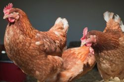 Irak Kurdistanı, beyaz ete koyduğu ek vergiyi kaldırdı