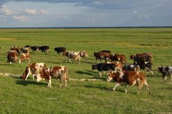 İlkbaharda sığırlarda görülen sıtmaya dikkat!