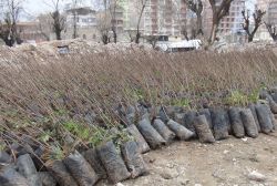 Siirt fıstık fidanlarına rağbet artıyor