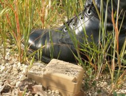 Milyonlarca böcek Afganistan'ı kaplayacak