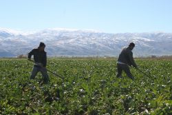 Çiftçilere destek başvuruları uzatıldı