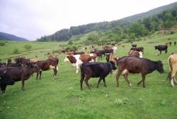 Bingöl’de Mera ve yaylalar kiraya verilecek