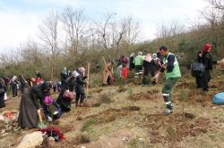 Kocaali'de iki bin fidan dikildi