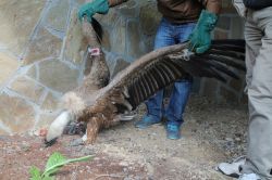 Hasta olarak bulunan Kızıl Akbaba tedavi altına alındı