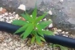 'Üniversite Bahçesinde esrar ekildi' iddiası